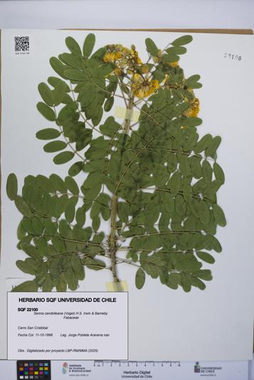 Senna candolleana [Espécimen: UCH:SQF:0022100]
