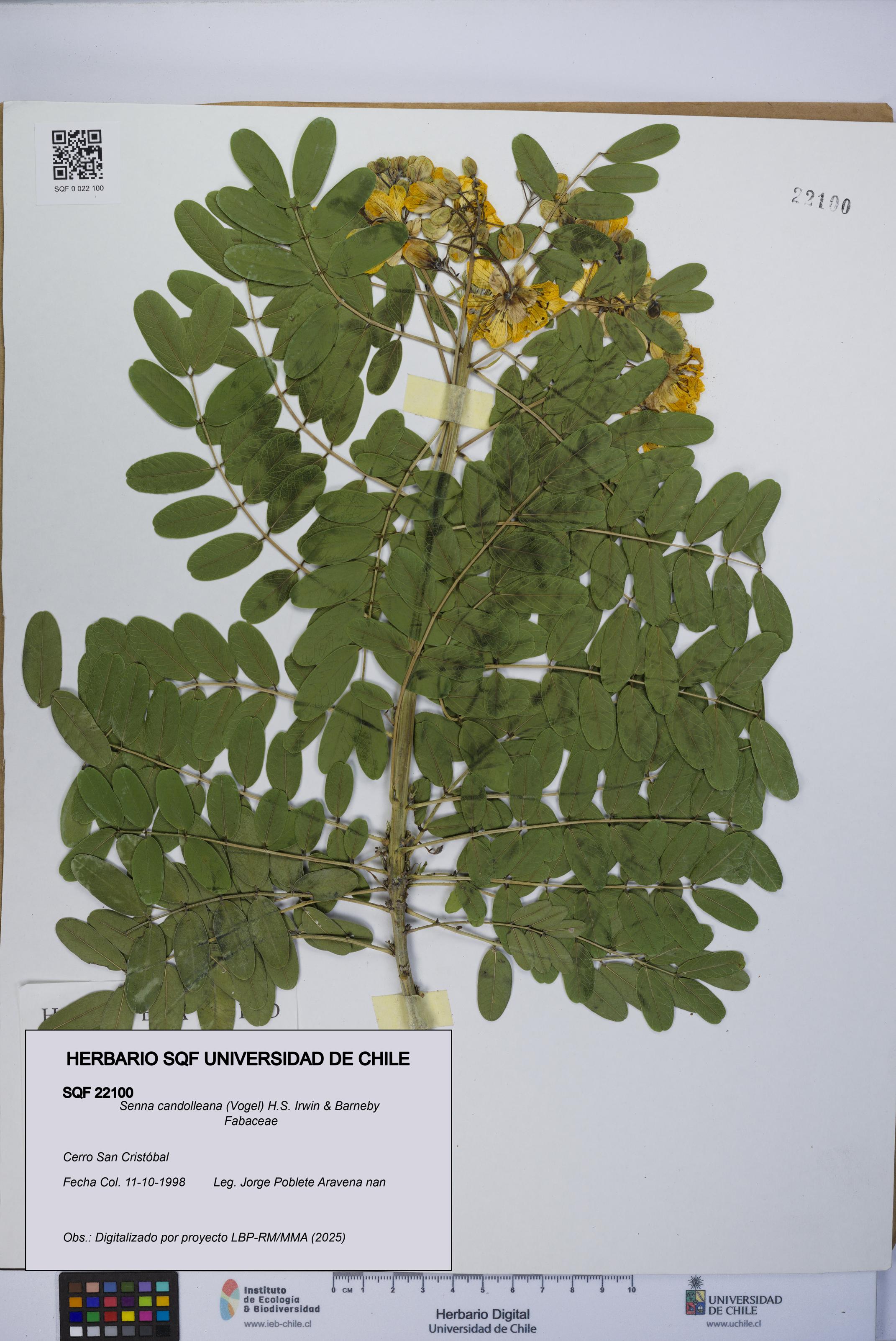 Senna candolleana [Espécimen: UCH:SQF:0022100]