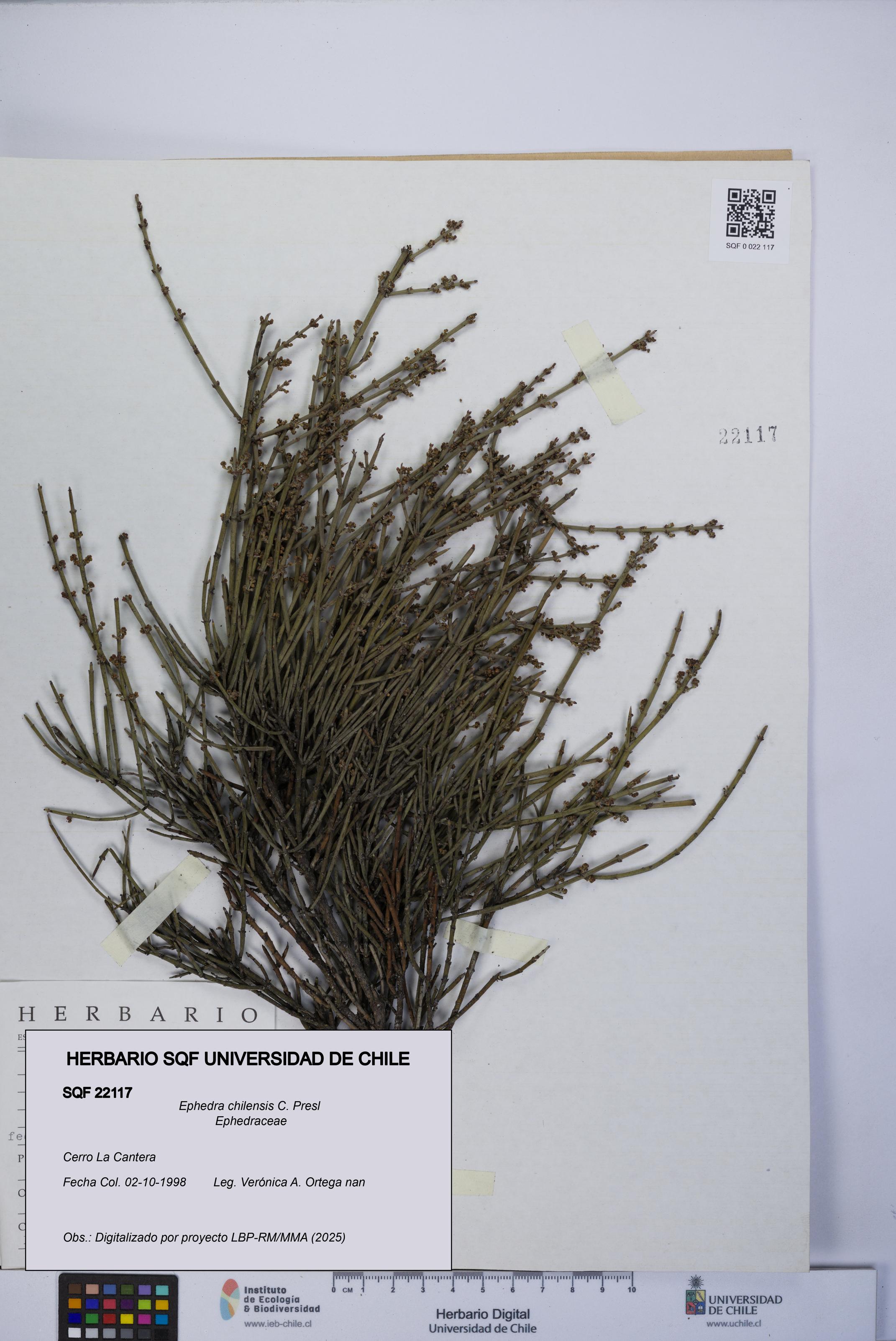 Ephedra chilensis [Espécimen: UCH:SQF:0022117]