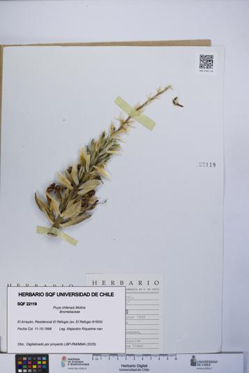 Puya chilensis [Espécimen: UCH:SQF:0022119]