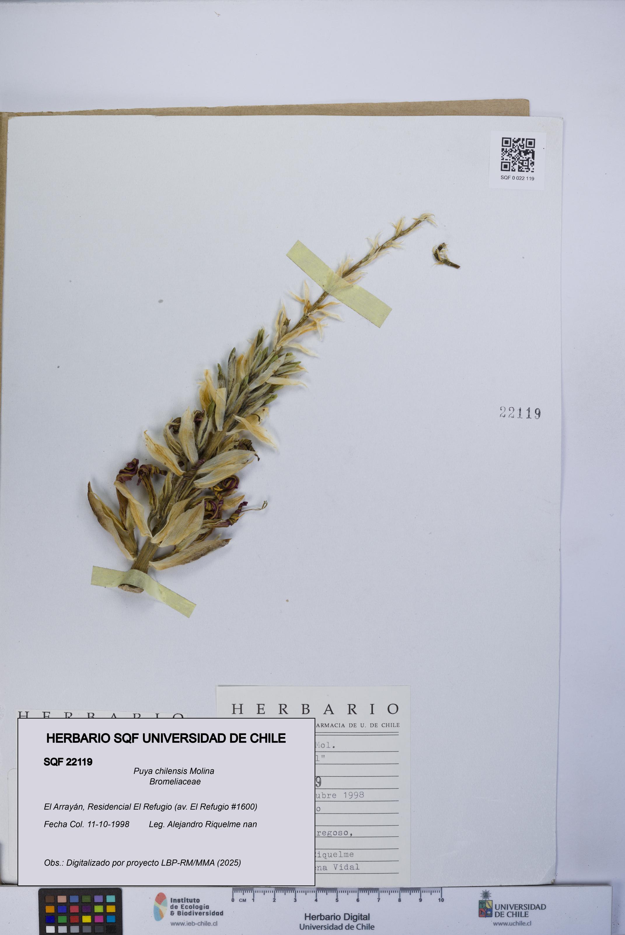 Puya chilensis [Espécimen: UCH:SQF:0022119]