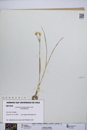 Leucocoryne ixioides [Espécimen: UCH:SQF:0022125]