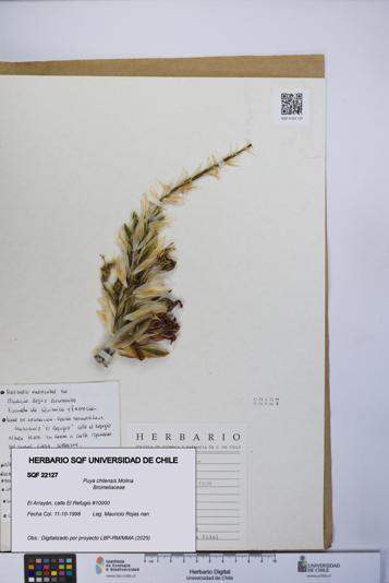 Puya chilensis [Espécimen: UCH:SQF:0022127]
