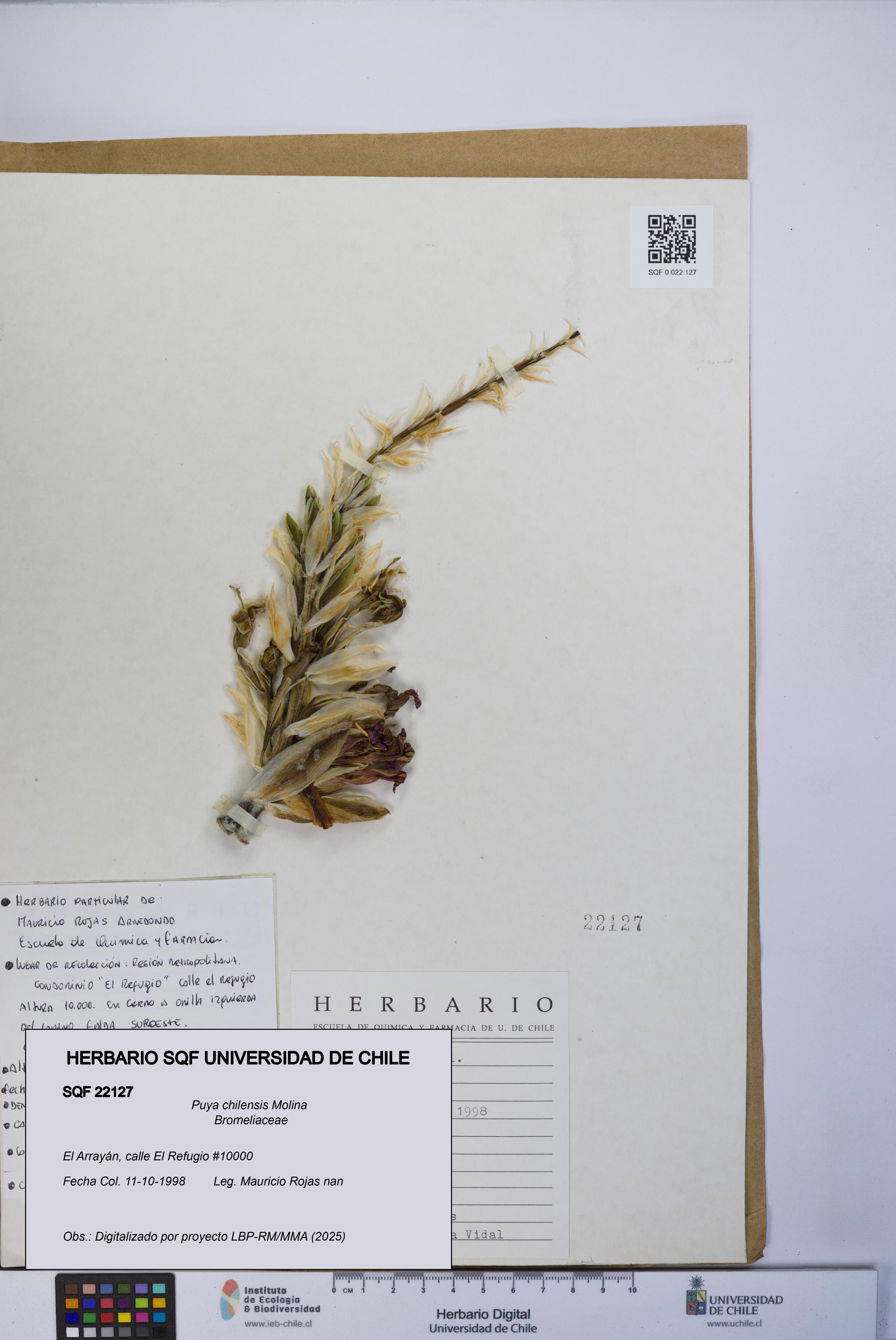 Puya chilensis [Espécimen: UCH:SQF:0022127]