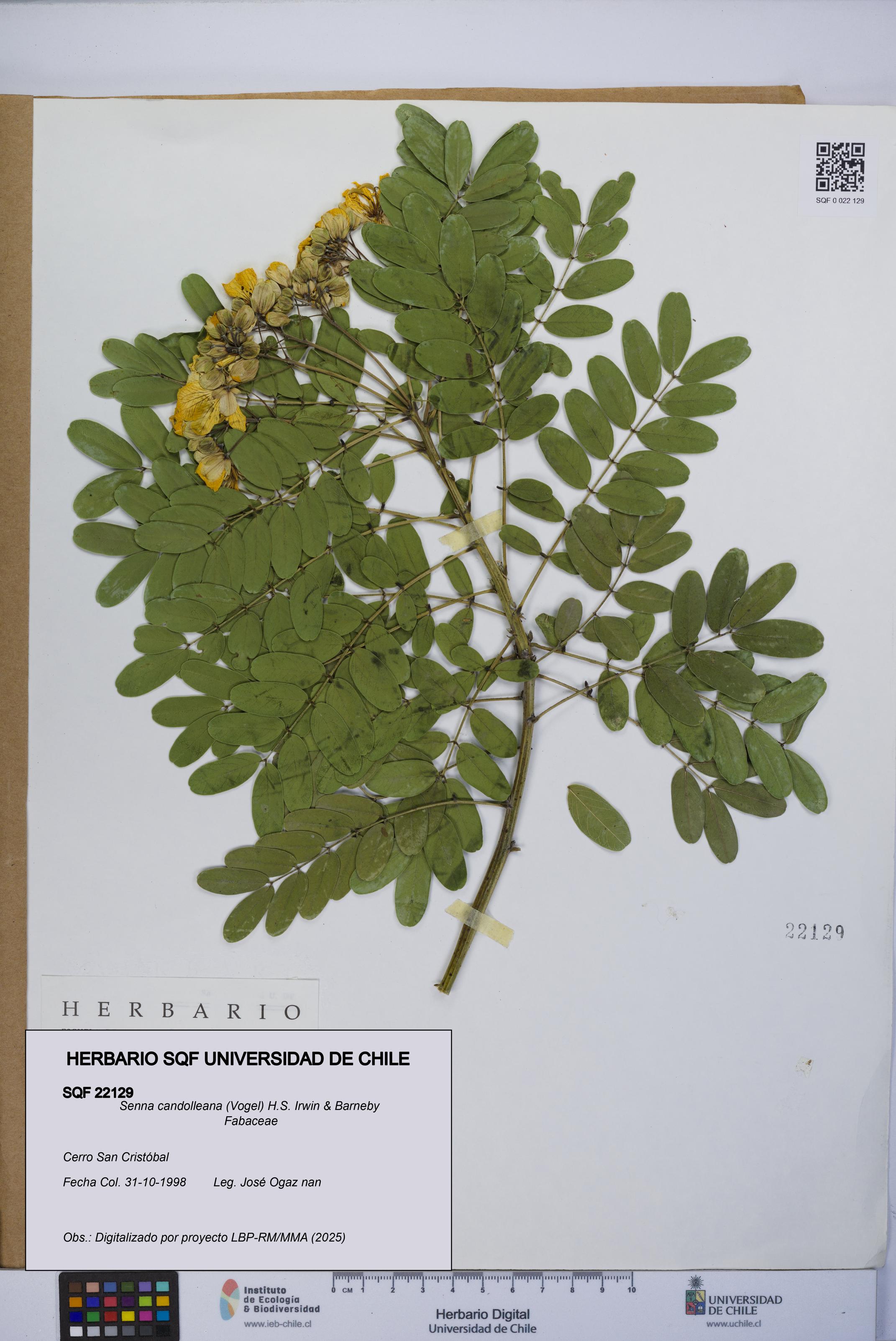 Senna candolleana [Espécimen: UCH:SQF:0022129]