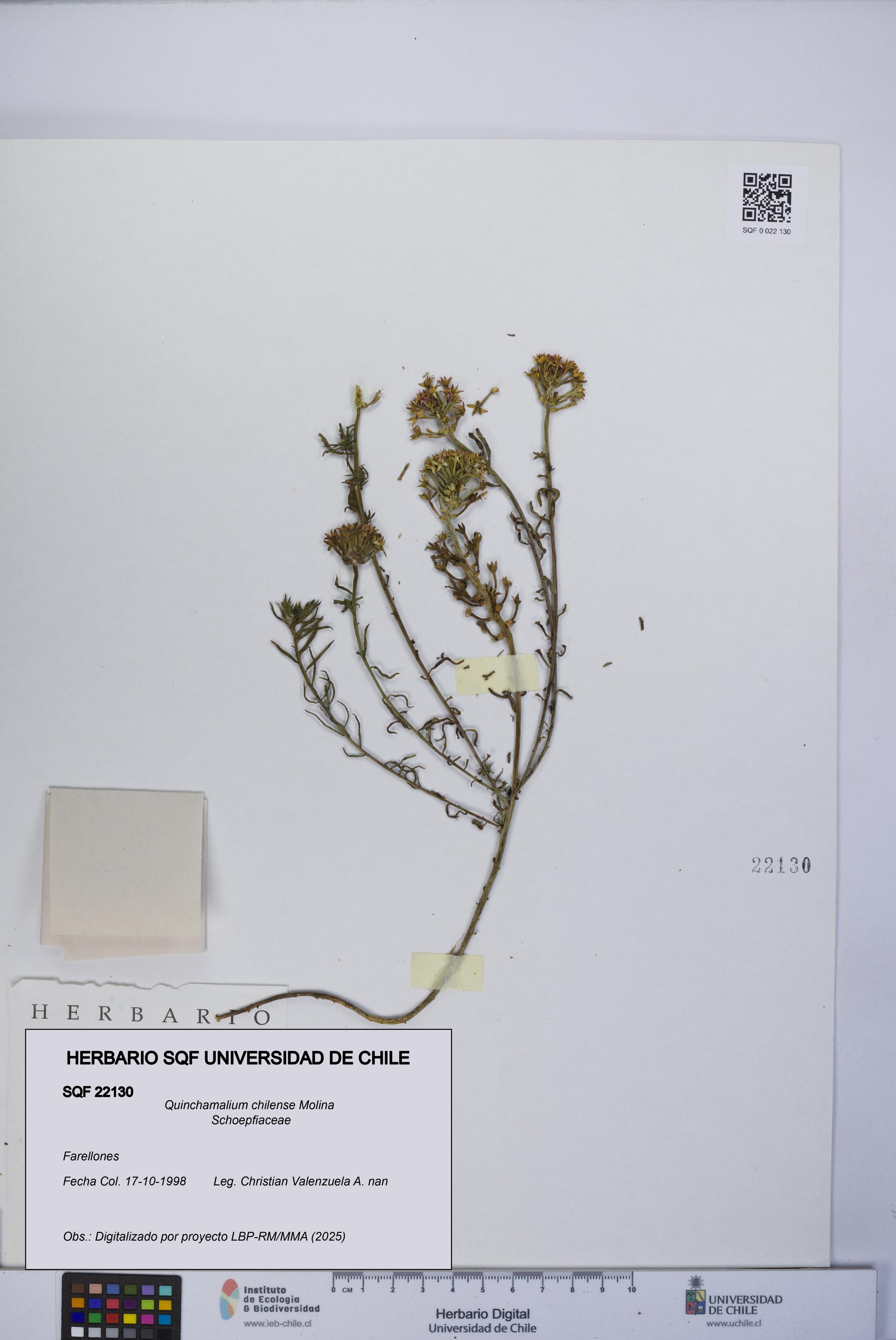 Quinchamalium chilense [Espécimen: UCH:SQF:0022130]
