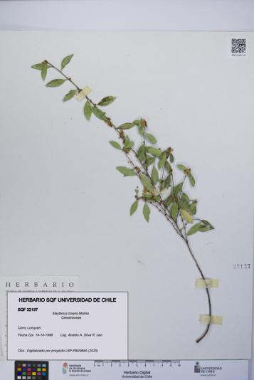 Maytenus boaria [Espécimen: UCH:SQF:0022137]