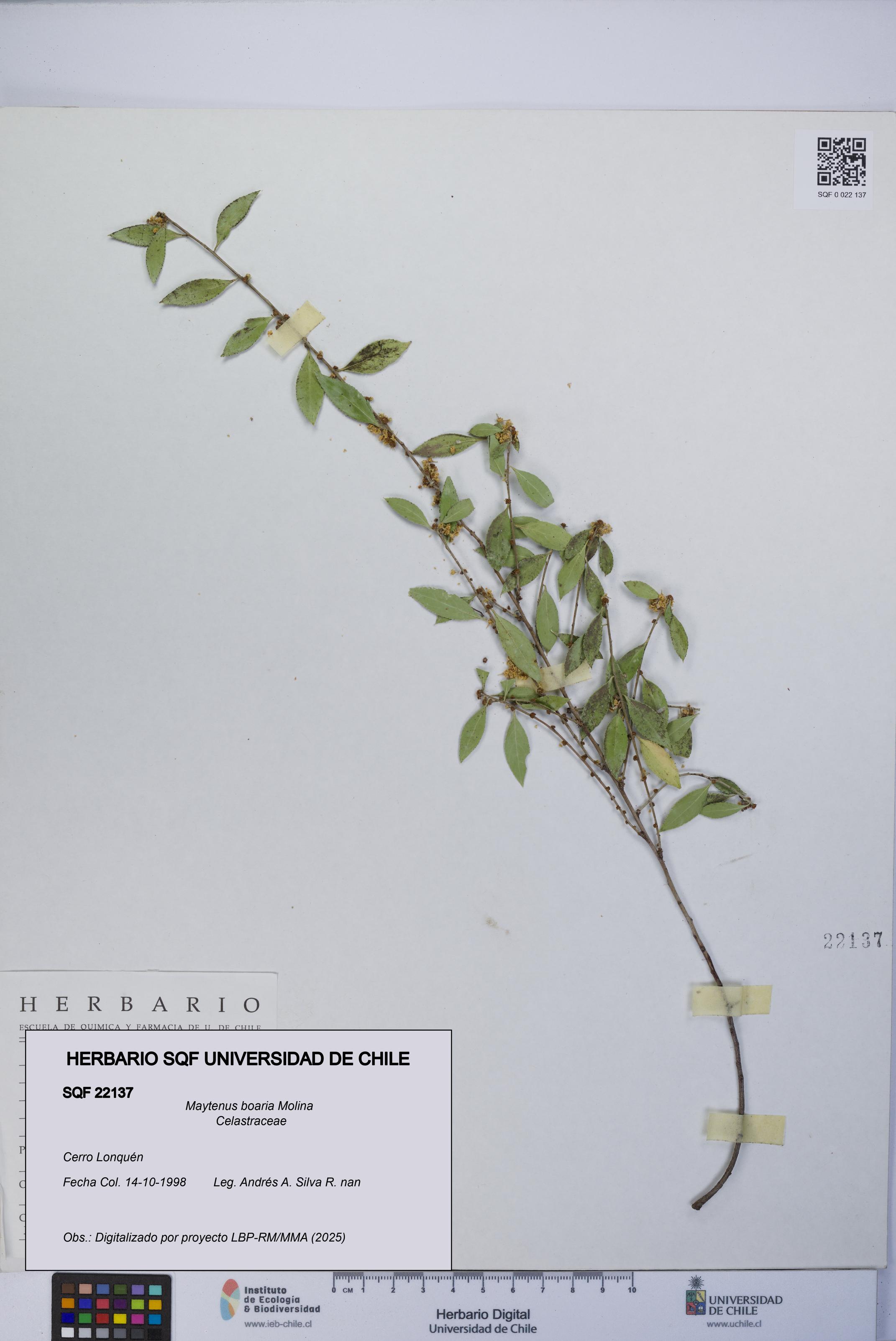 Maytenus boaria [Espécimen: UCH:SQF:0022137]