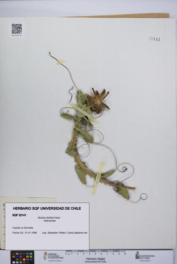 Mutisia ilicifolia [Espécimen: UCH:SQF:0022141]