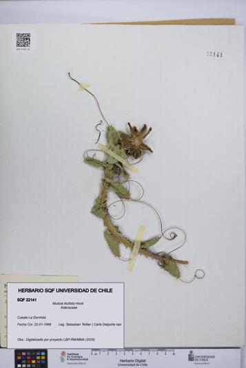 Mutisia ilicifolia [Espécimen: UCH:SQF:0022141]