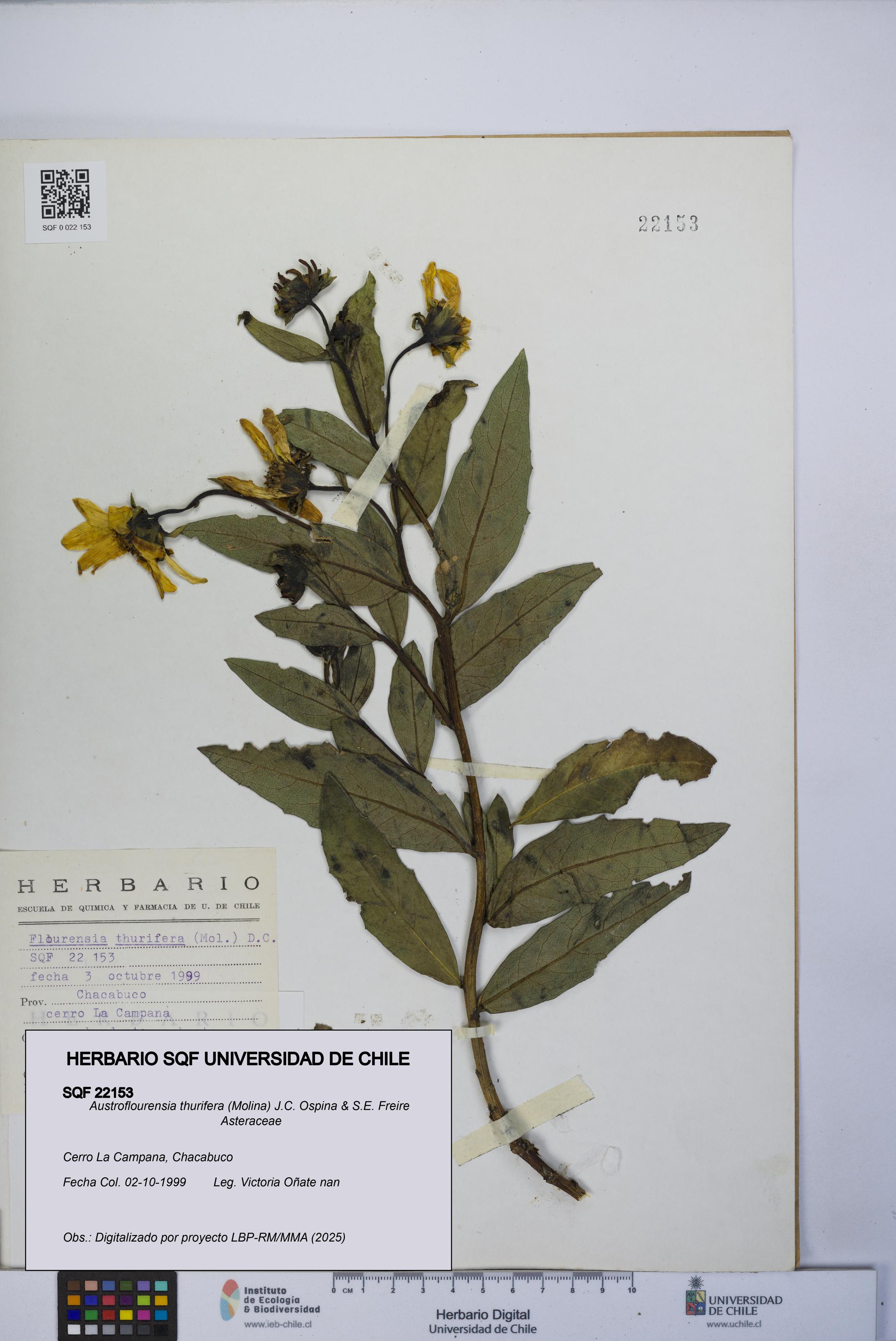 Austroflourensia thurifera [Espécimen: UCH:SQF:0022153]