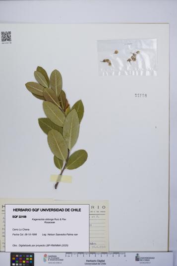 Kageneckia oblonga [Espécimen: UCH:SQF:0022158]