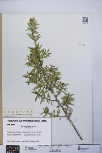 Maytenus boaria [Espécimen: UCH:SQF:0022161]