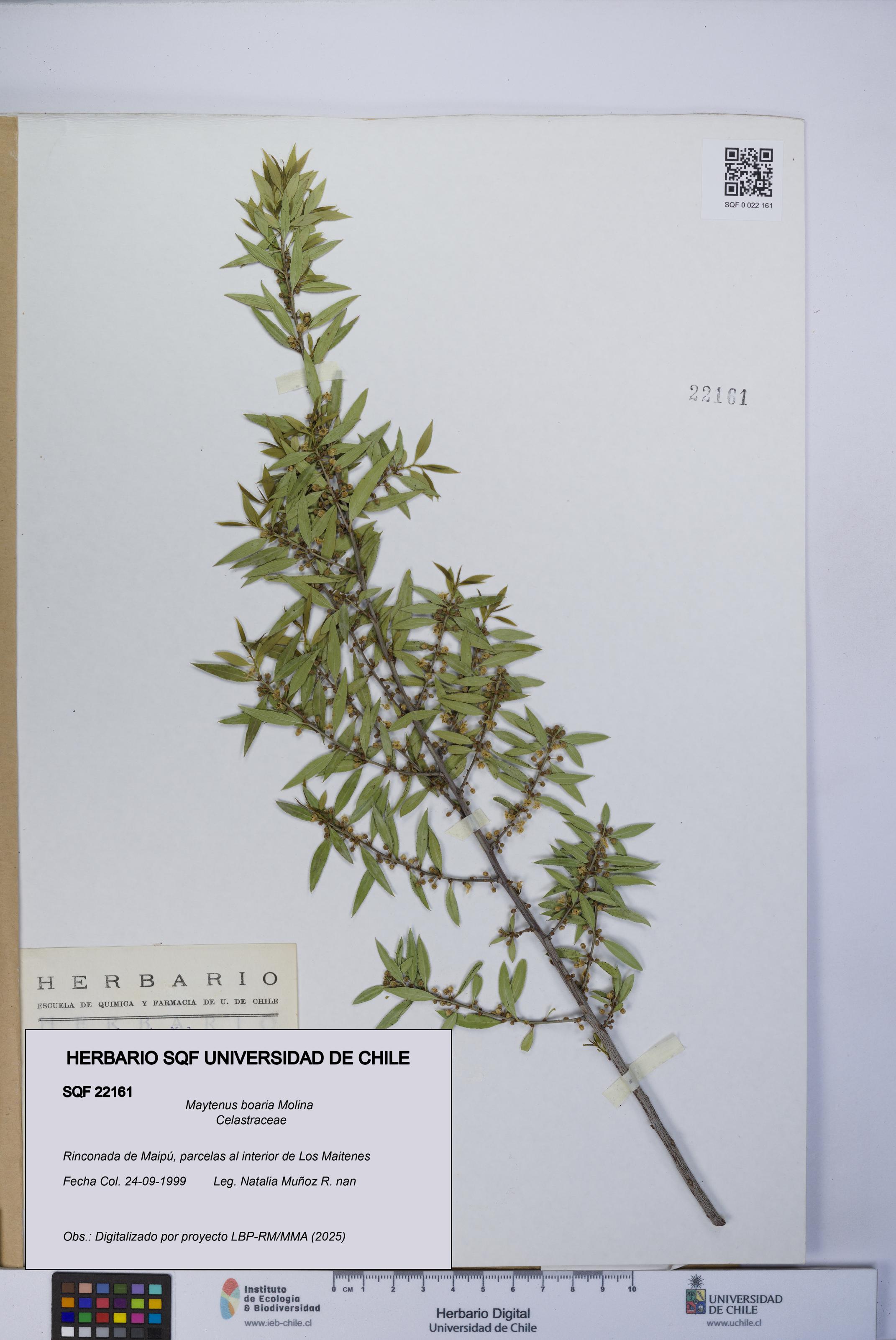 Maytenus boaria [Espécimen: UCH:SQF:0022161]
