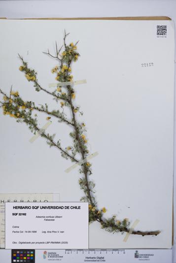 Adesmia confusa [Espécimen: UCH:SQF:0022162]