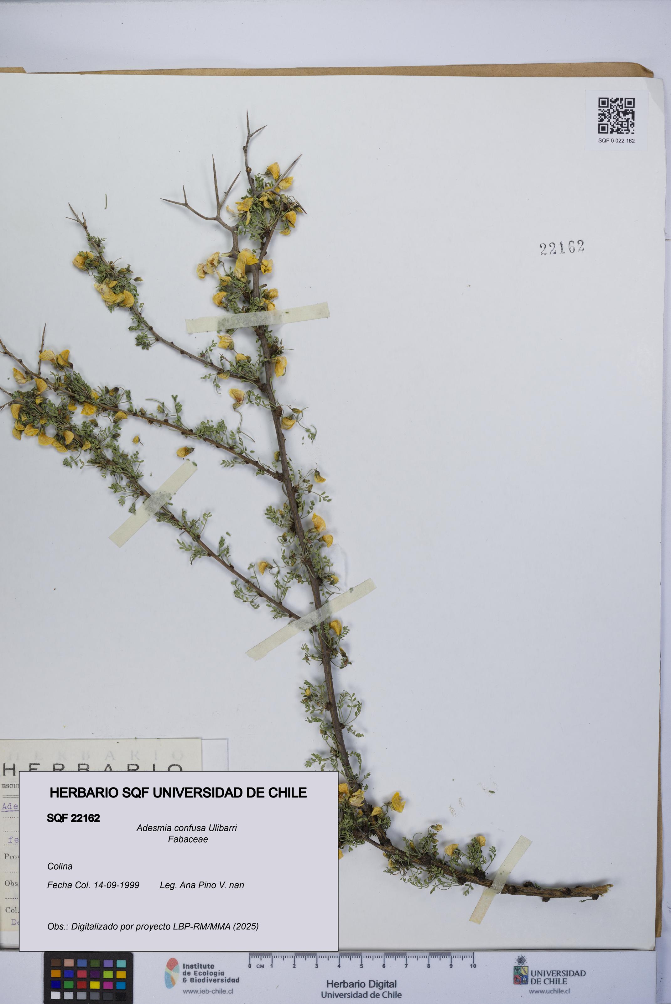 Adesmia confusa [Espécimen: UCH:SQF:0022162]