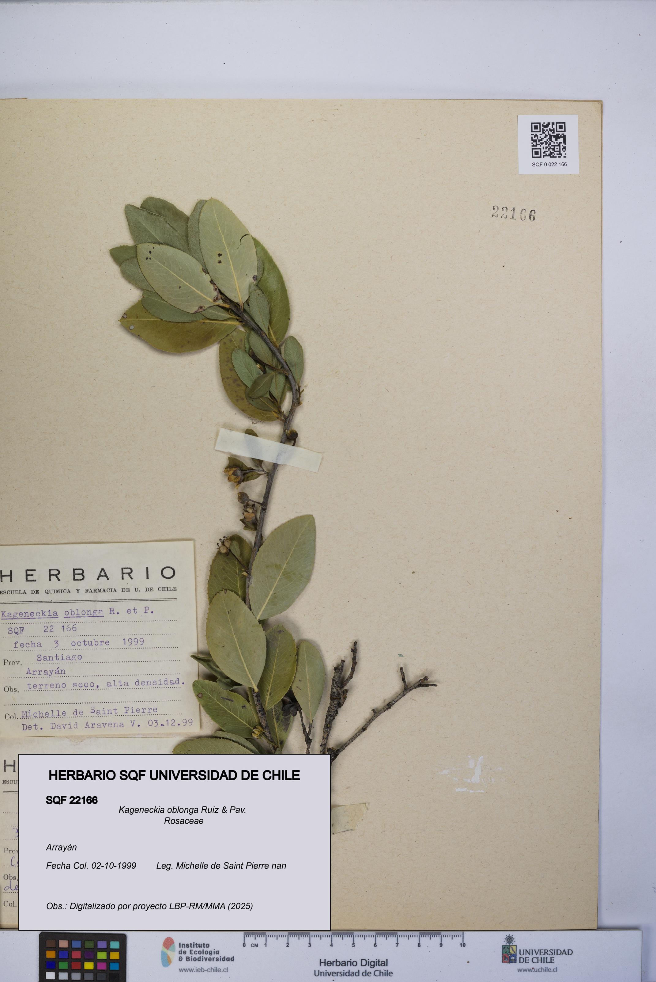 Kageneckia oblonga [Espécimen: UCH:SQF:0022166]