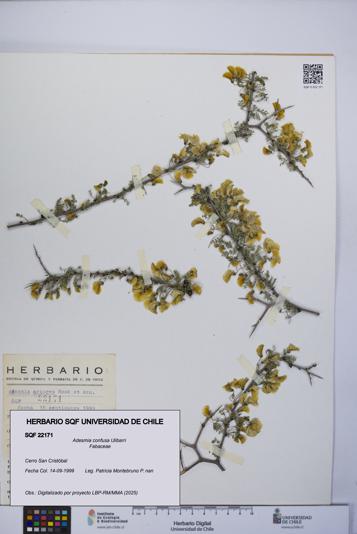 Adesmia confusa [Espécimen: UCH:SQF:0022171]