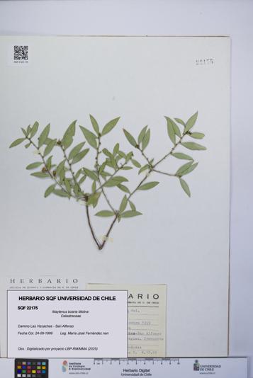 Maytenus boaria [Espécimen: UCH:SQF:0022175]