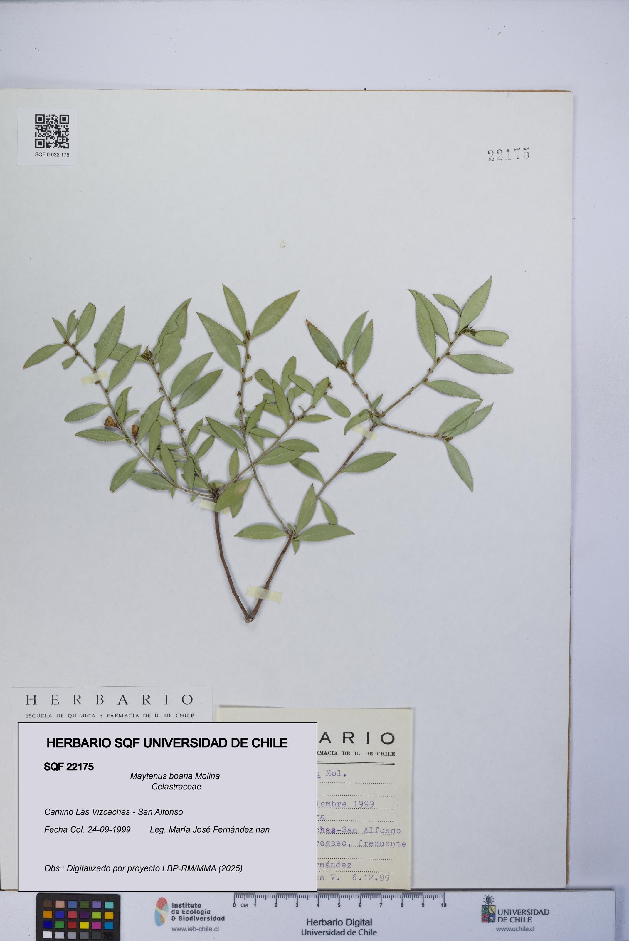 Maytenus boaria [Espécimen: UCH:SQF:0022175]