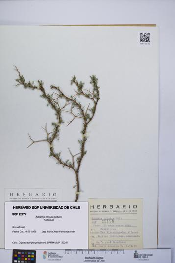 Adesmia confusa [Espécimen: UCH:SQF:0022176]