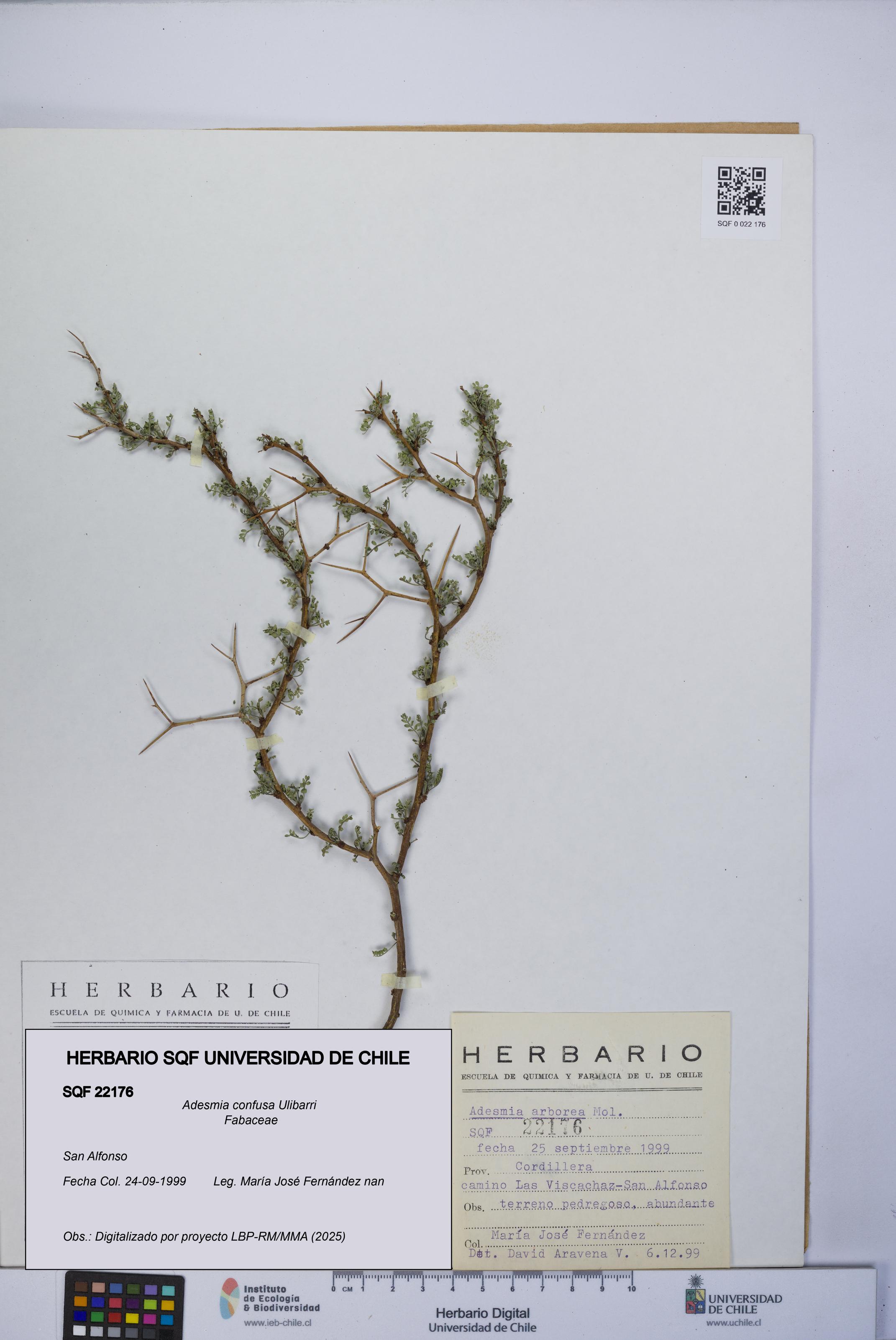 Adesmia confusa [Espécimen: UCH:SQF:0022176]