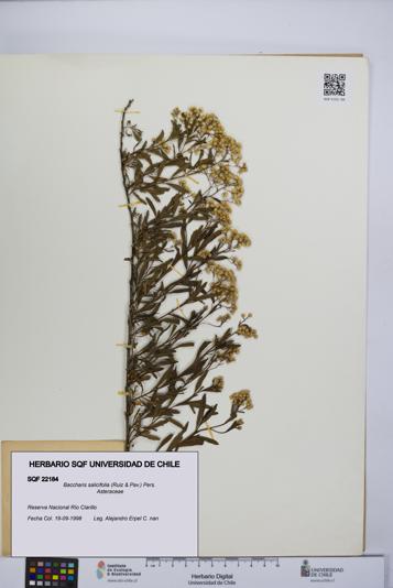 Baccharis salicifolia [Espécimen: UCH:SQF:0022184]