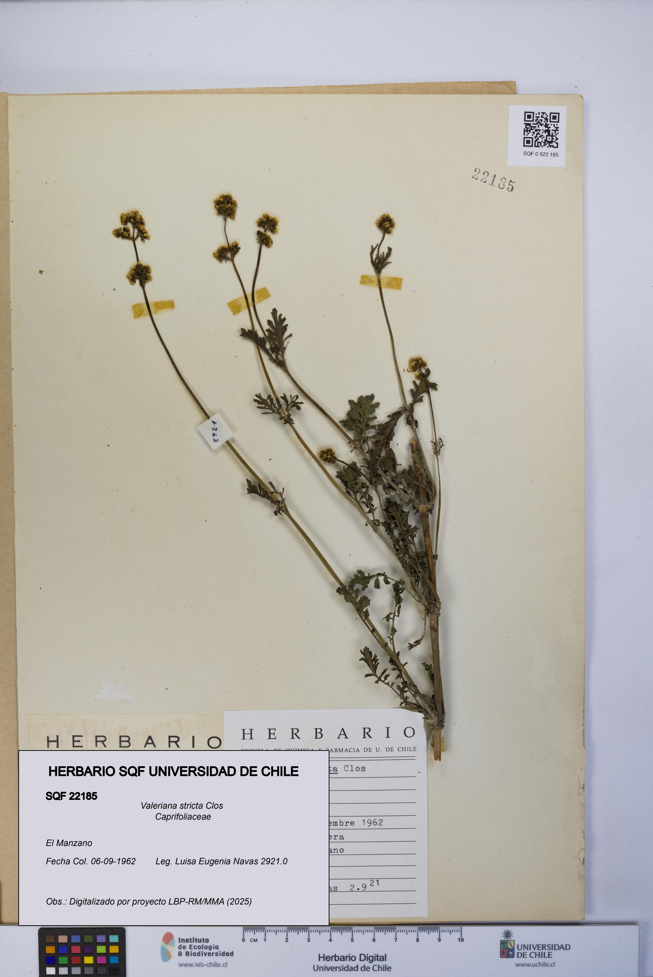 Valeriana stricta [Espécimen: UCH:SQF:0022185]