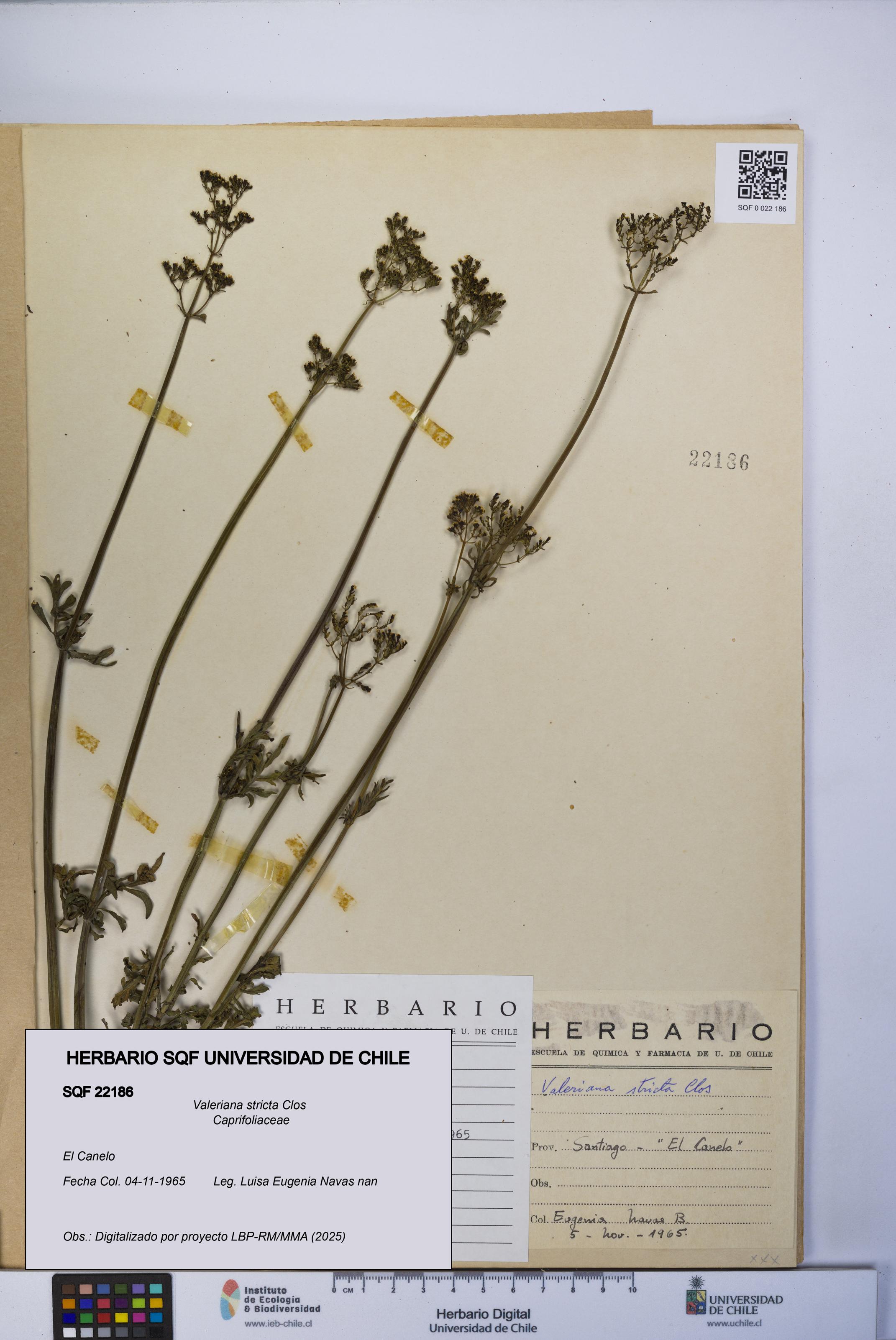 Valeriana stricta [Espécimen: UCH:SQF:0022186]