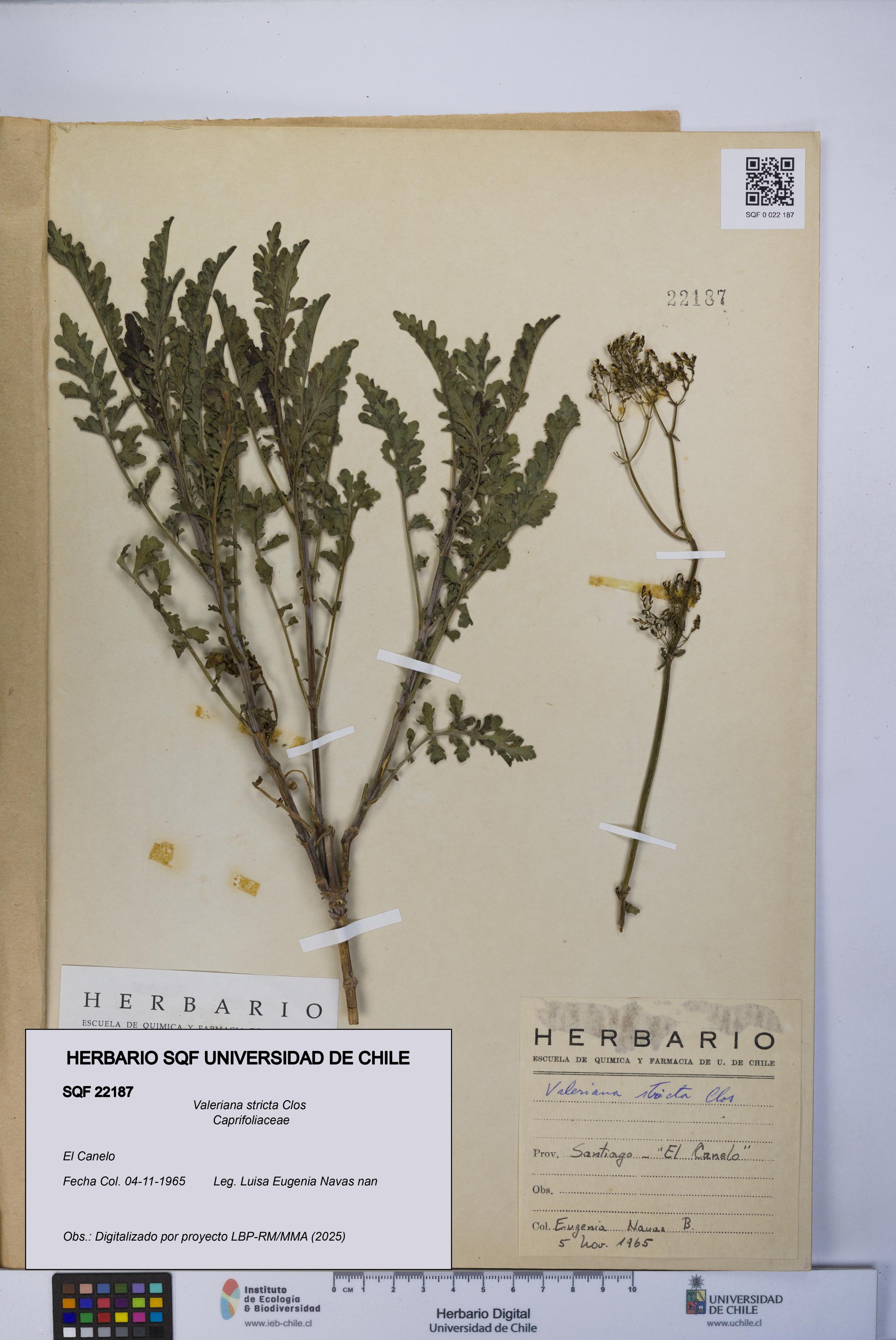 Valeriana stricta [Espécimen: UCH:SQF:0022187]