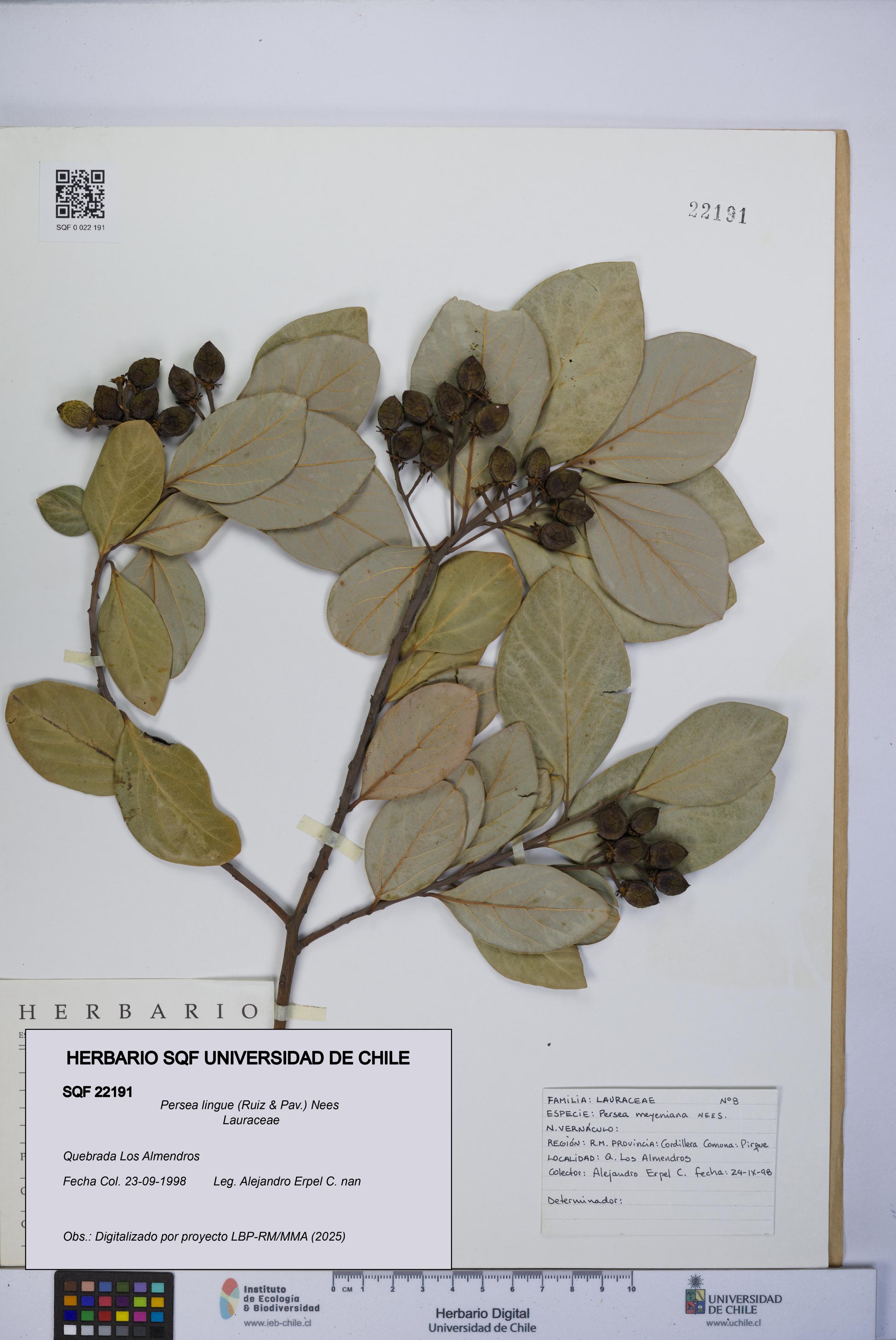 Persea lingue [Espécimen: UCH:SQF:0022191]