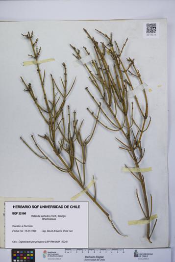 Retanilla ephedra [Espécimen: UCH:SQF:0022195]