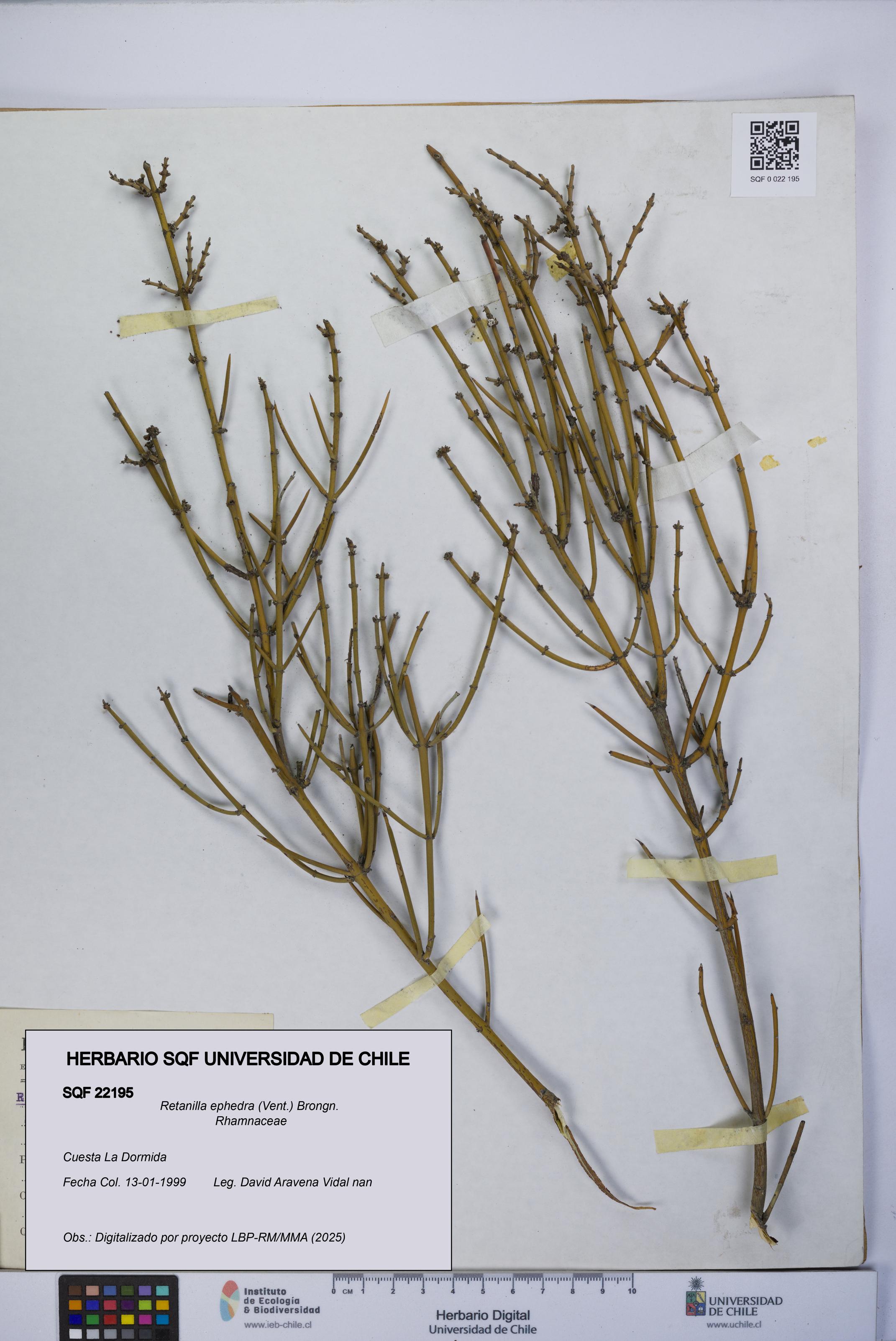 Retanilla ephedra [Espécimen: UCH:SQF:0022195]