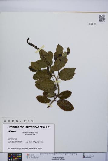 Escallonia illinita [Espécimen: UCH:SQF:0022201]