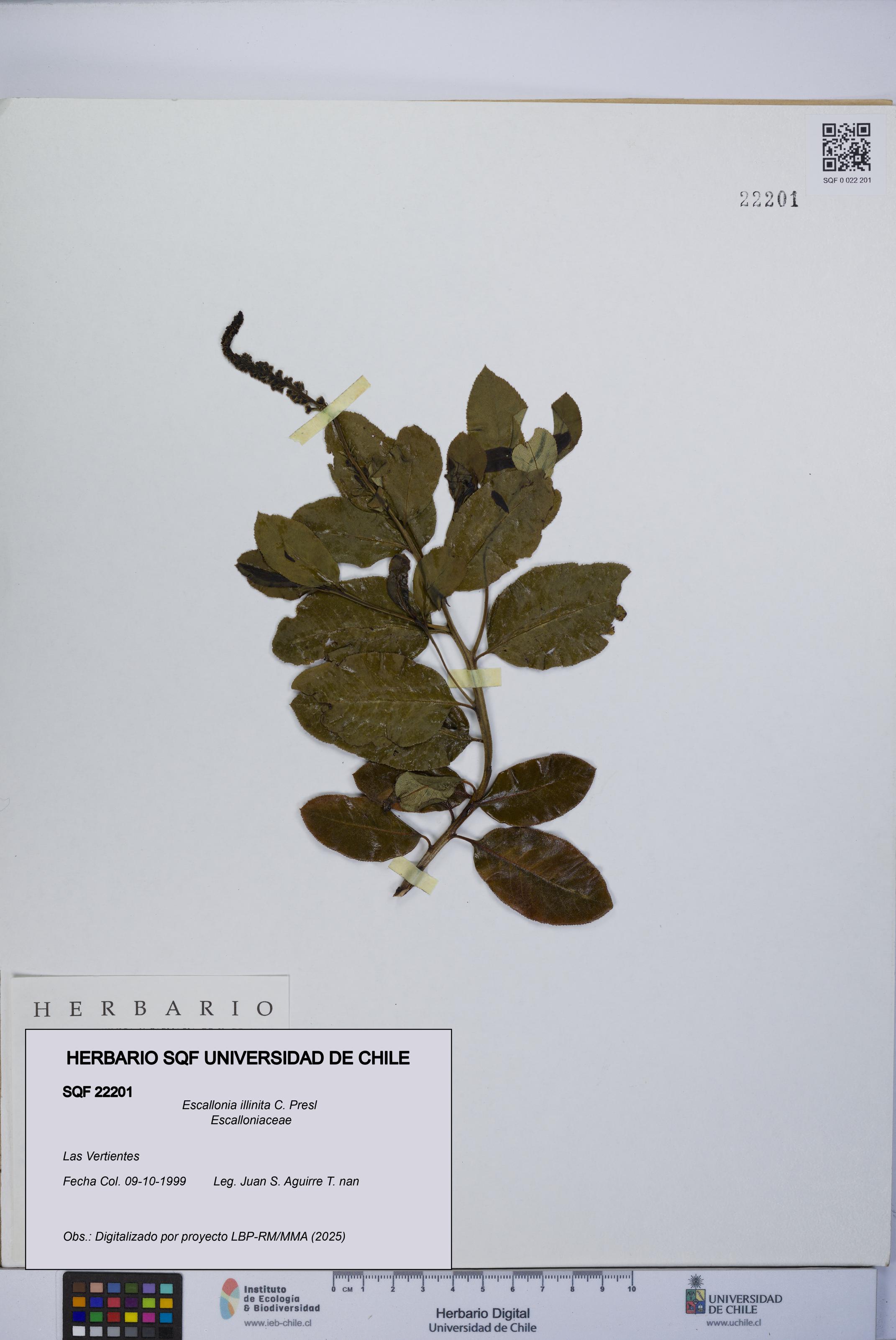 Escallonia illinita [Espécimen: UCH:SQF:0022201]