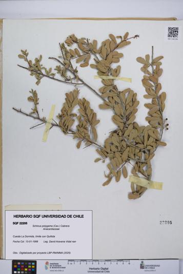 Schinus polygama [Espécimen: UCH:SQF:0022205]