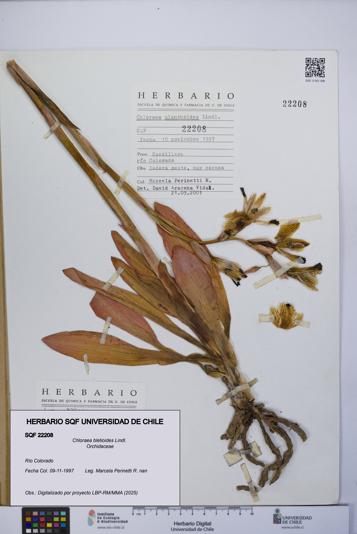 Chloraea bletioides [Espécimen: UCH:SQF:0022208]