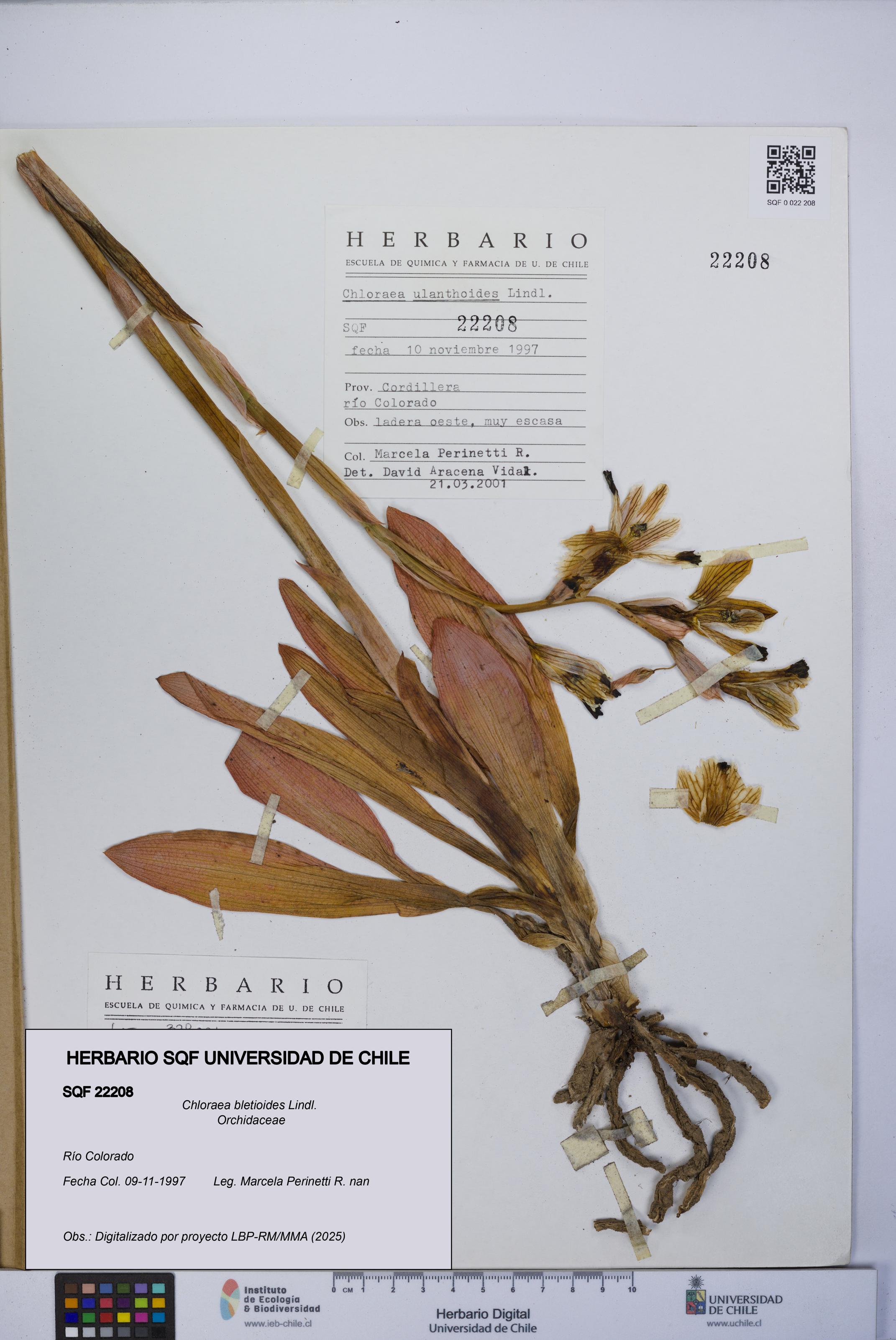 Chloraea bletioides [Espécimen: UCH:SQF:0022208]