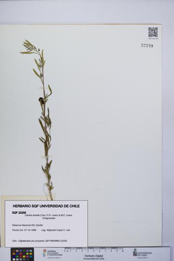 Clarkia tenella [Espécimen: UCH:SQF:0022209]