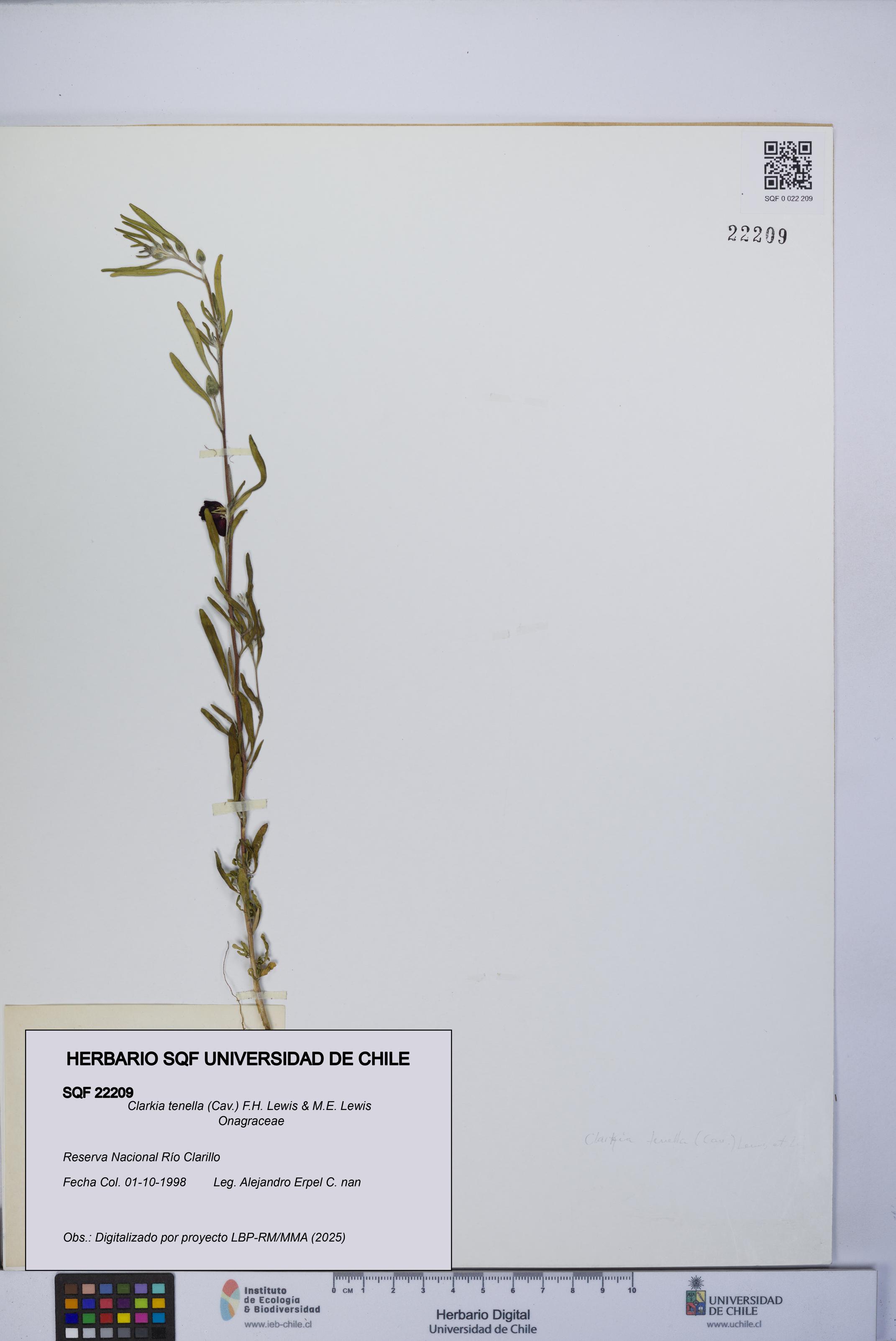 Clarkia tenella [Espécimen: UCH:SQF:0022209]