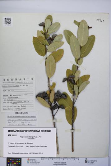 Kageneckia oblonga [Espécimen: UCH:SQF:0022212]