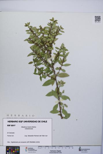 Maytenus boaria [Espécimen: UCH:SQF:0022217]