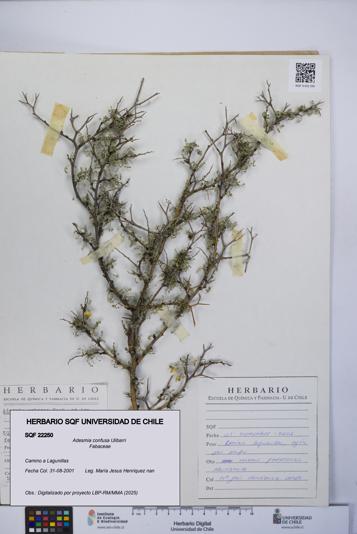 Adesmia confusa [Espécimen: UCH:SQF:0022250]