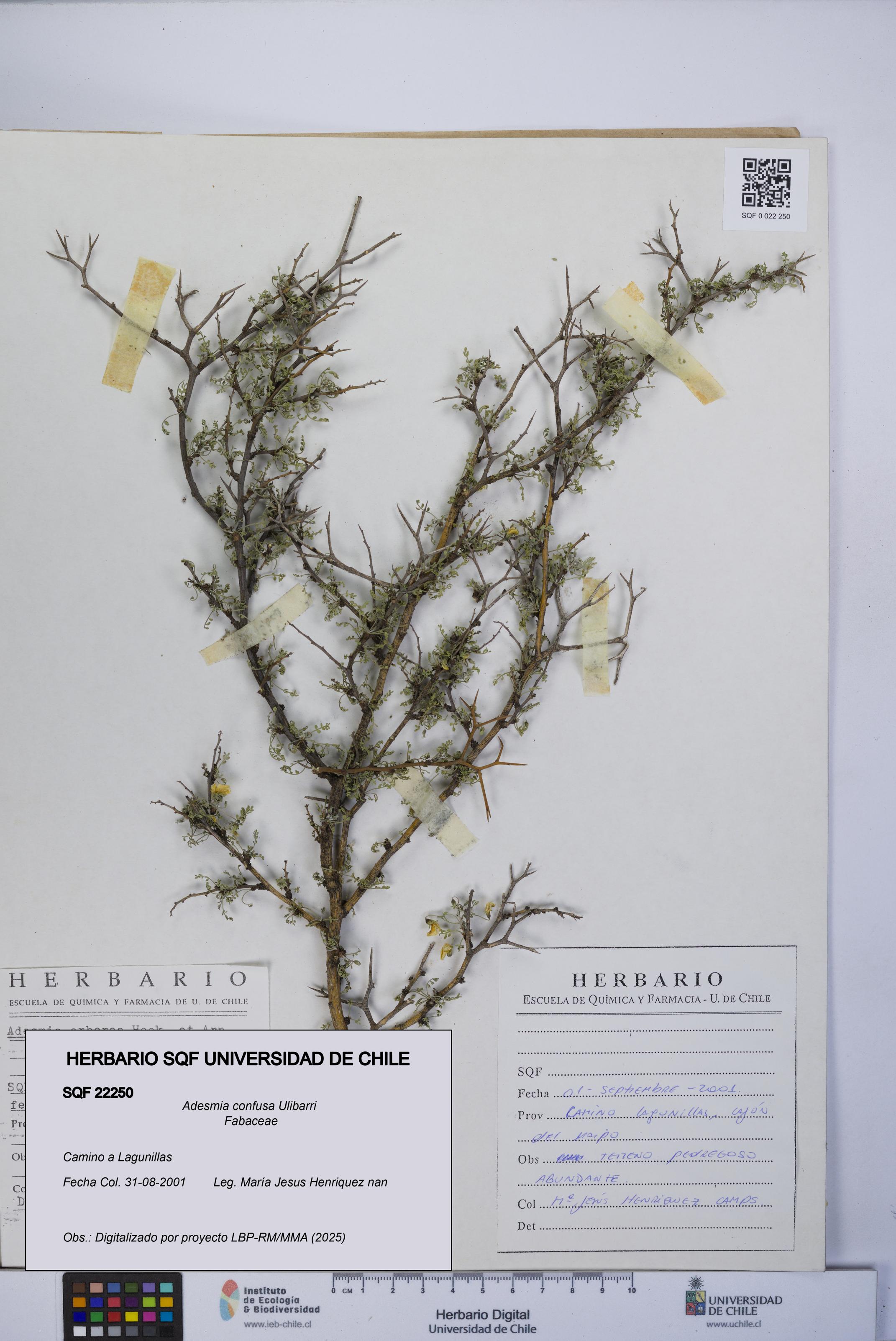 Adesmia confusa [Espécimen: UCH:SQF:0022250]