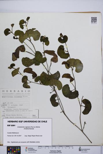 Aristolochia vaginans [Espécimen: ]