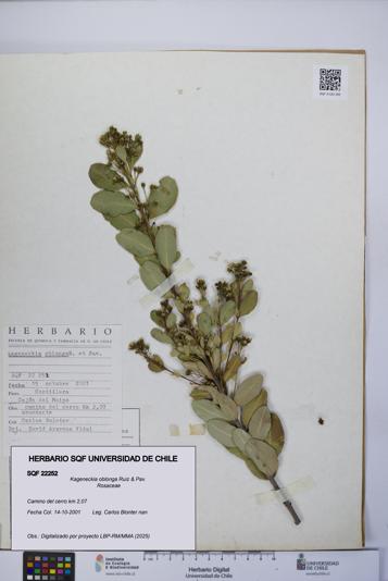 Kageneckia oblonga [Espécimen: UCH:SQF:0022252]