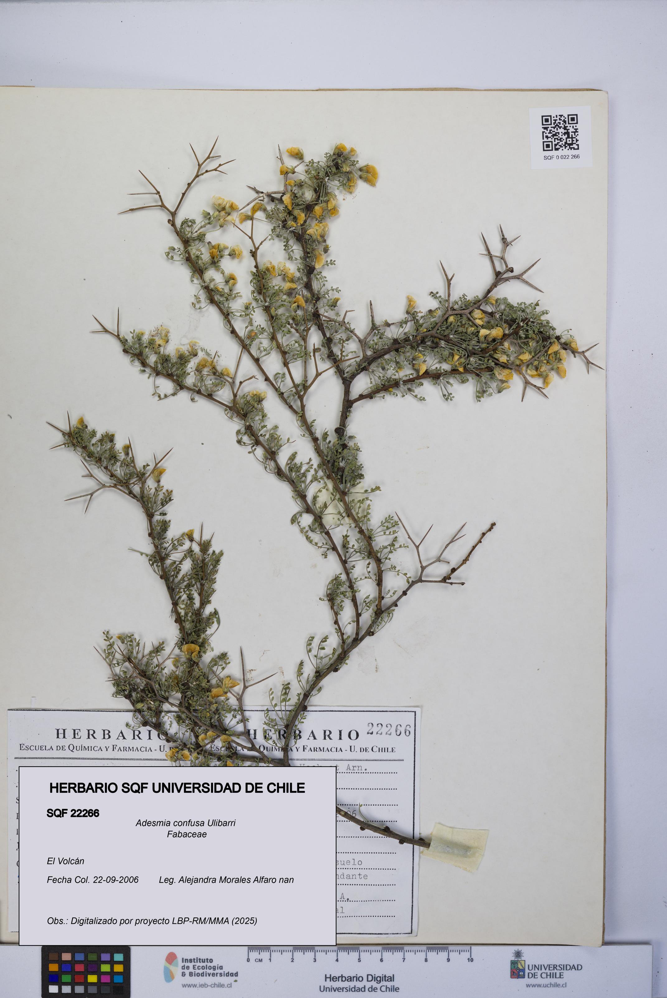 Adesmia confusa [Espécimen: UCH:SQF:0022266]