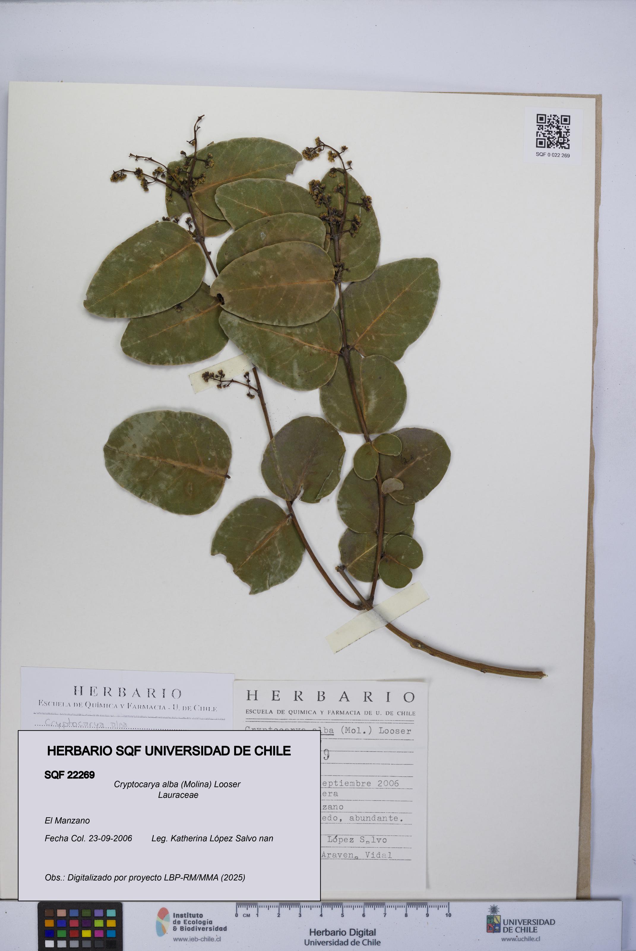 Cryptocarya alba [Espécimen: UCH:SQF:0022269]