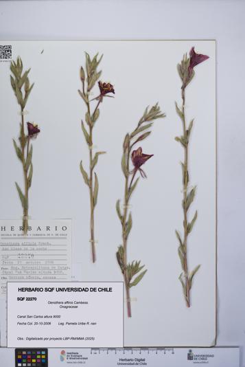 Oenothera affinis [Espécimen: UCH:SQF:0022270]