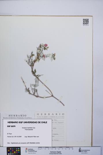 Viviania marifolia [Espécimen: UCH:SQF:0022275]
